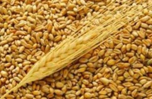 пшеница диета